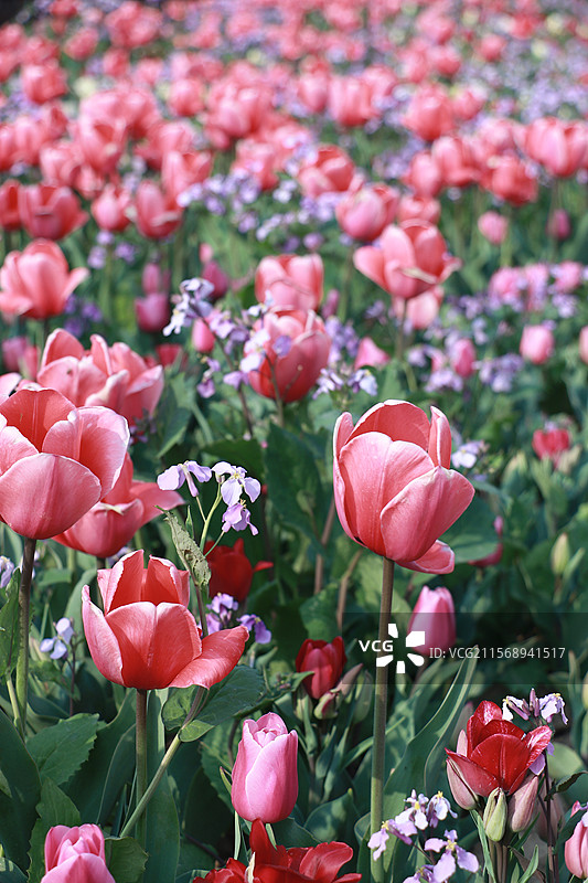 盐城大丰荷兰花海郁金香图片素材