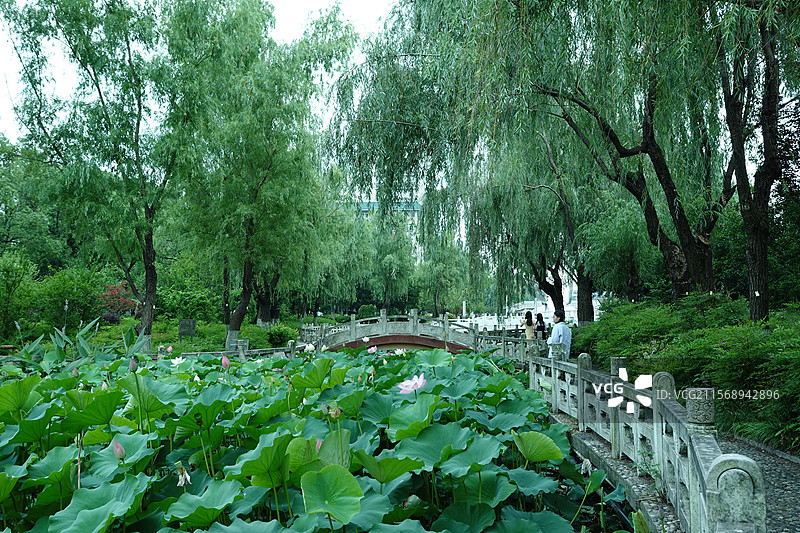 中南民族大学莲花池图片素材