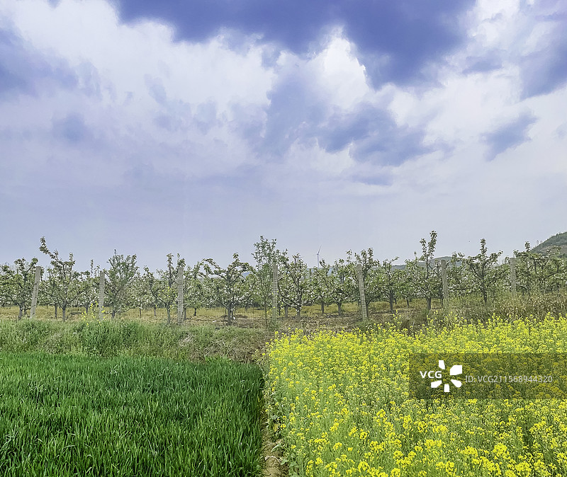 宜城小麦，油菜花和梨花图片素材