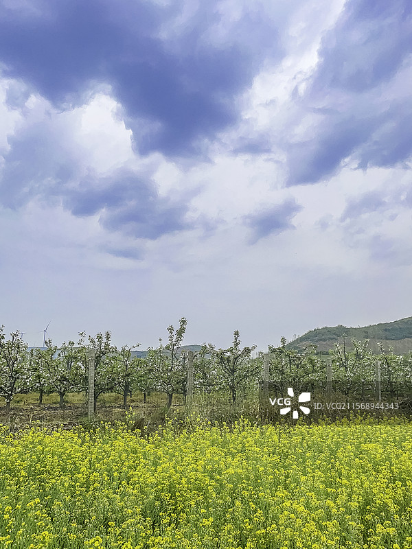 宜城油菜花和梨花图片素材