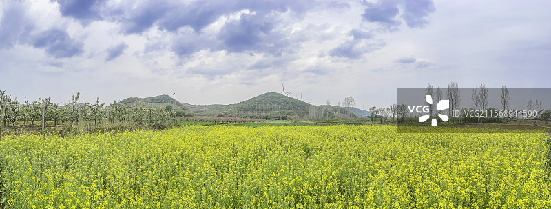 宜城油菜花和梨花图片素材