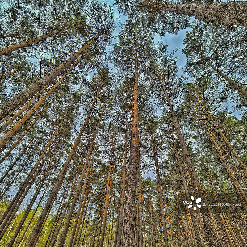 黑松林吉林长春净月潭图片素材