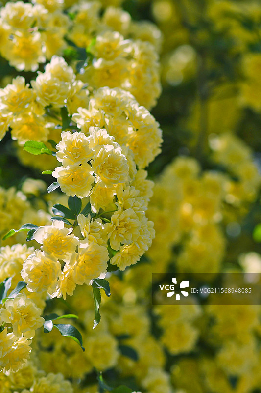 黄木香花图片素材