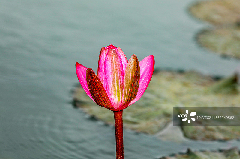 印度红睡莲图片素材