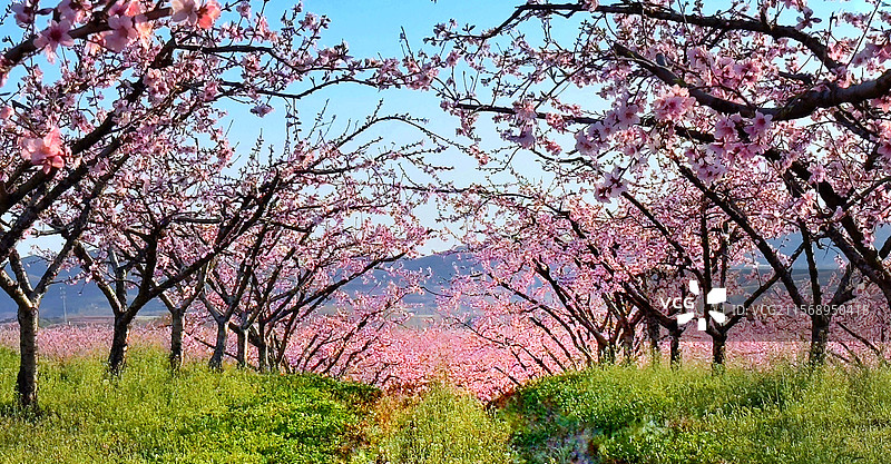 桃园春天图片素材