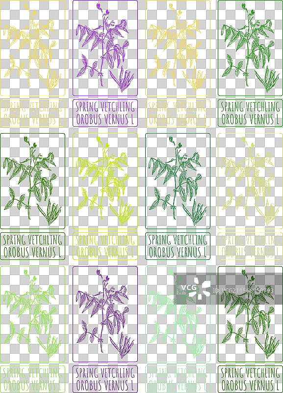 春天的豌豆花以各种颜色绘制的图案图片素材