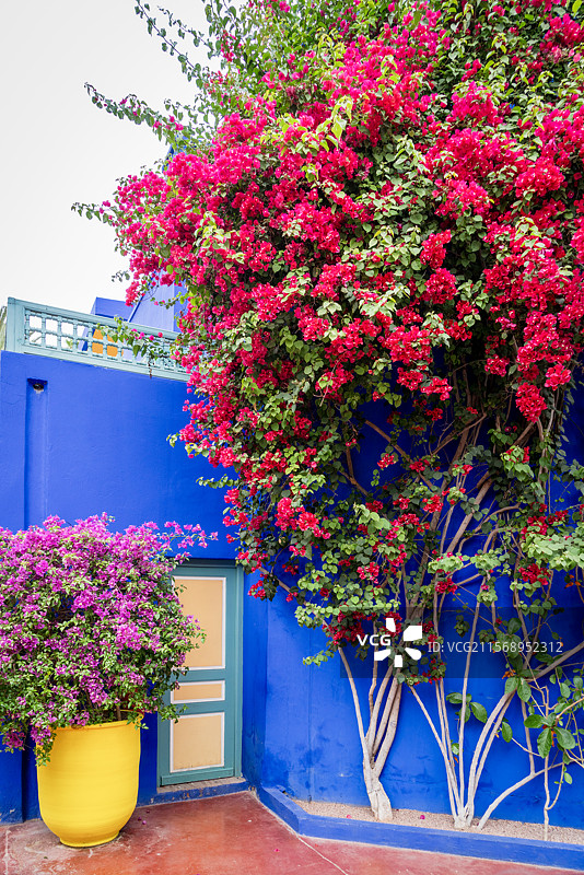 著名的伊夫圣洛朗私人花园（马若雷勒花园，YSL花园，圣罗兰纪念花园）图片素材