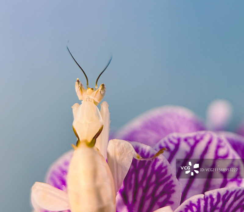 诗和远方（兰花螳螂 Hymenopus coronatus）图片素材
