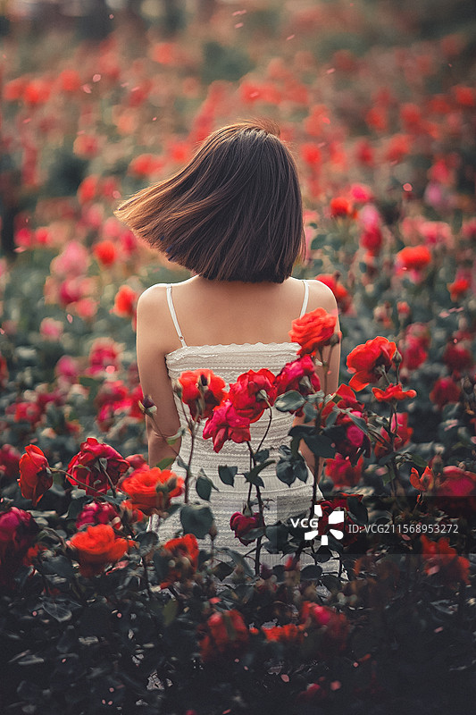 月季花女孩图片素材