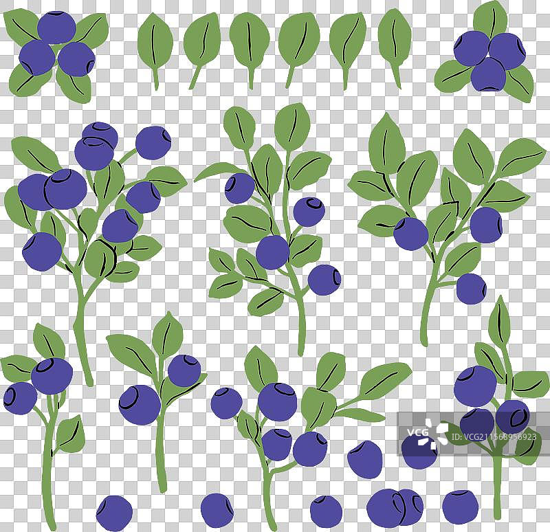 浆果植物的枝条轮廓集图片素材