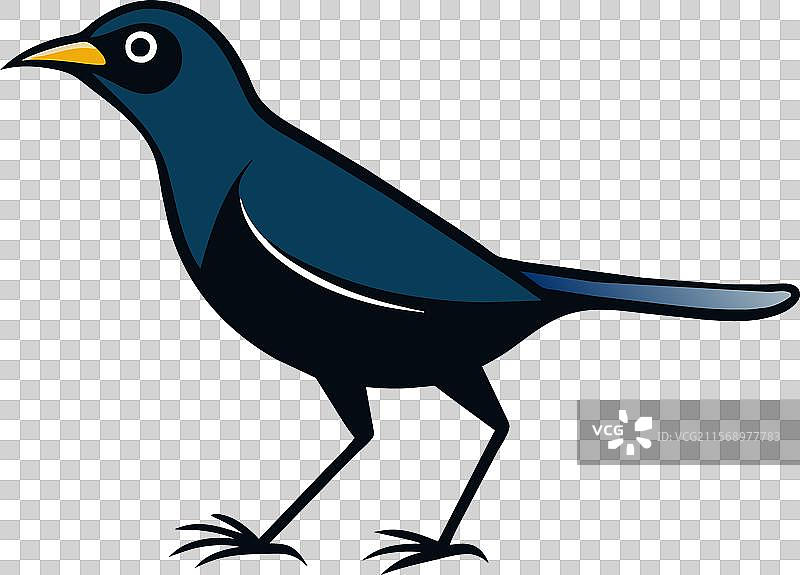 亚洲光泽椋鸟行走图标图片素材