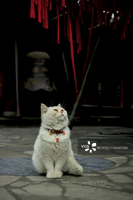 赵公山猫猫寺的小猫图片素材