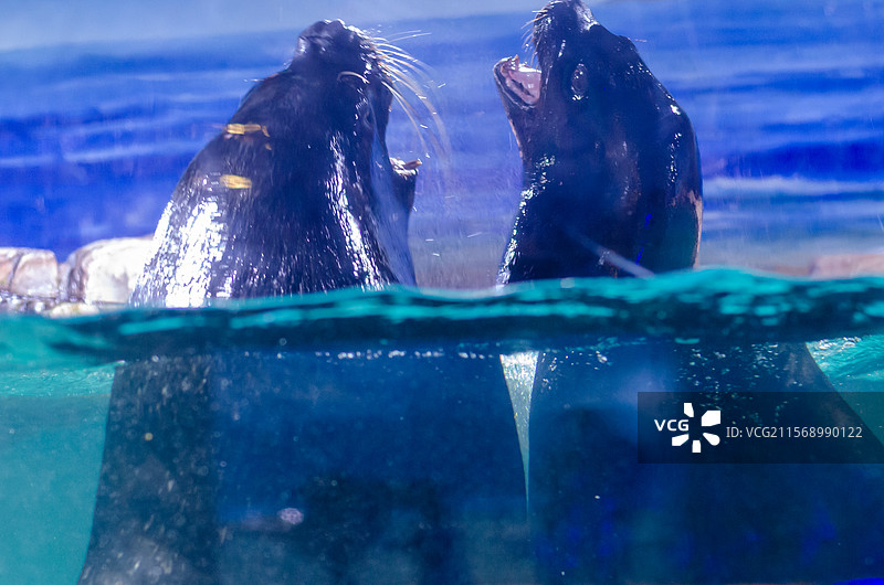 青岛海底世界的两只海狮在嬉戏打闹图片素材