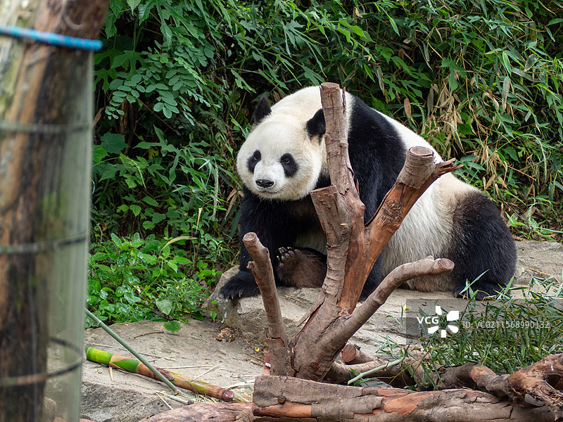 大熊猫图片素材