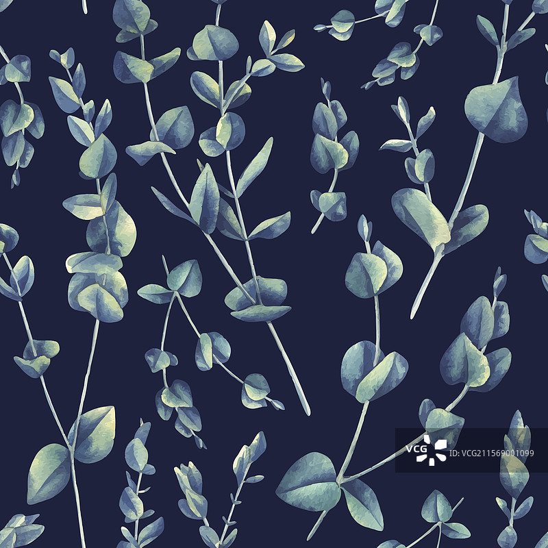 深色背景上的桉树枝图片素材