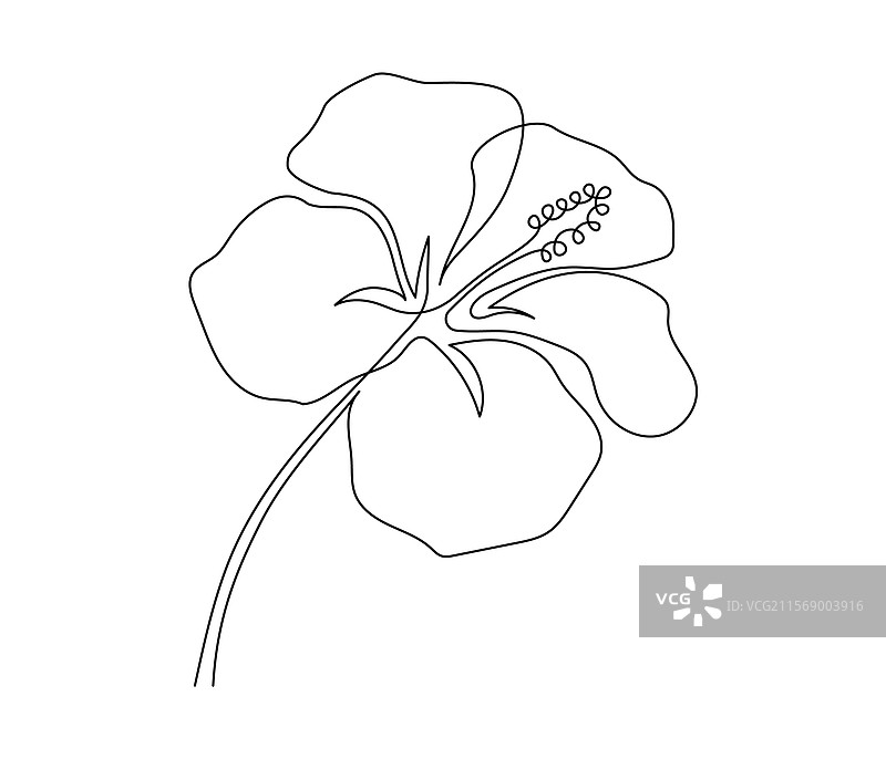 一笔画出的木槿花图片素材