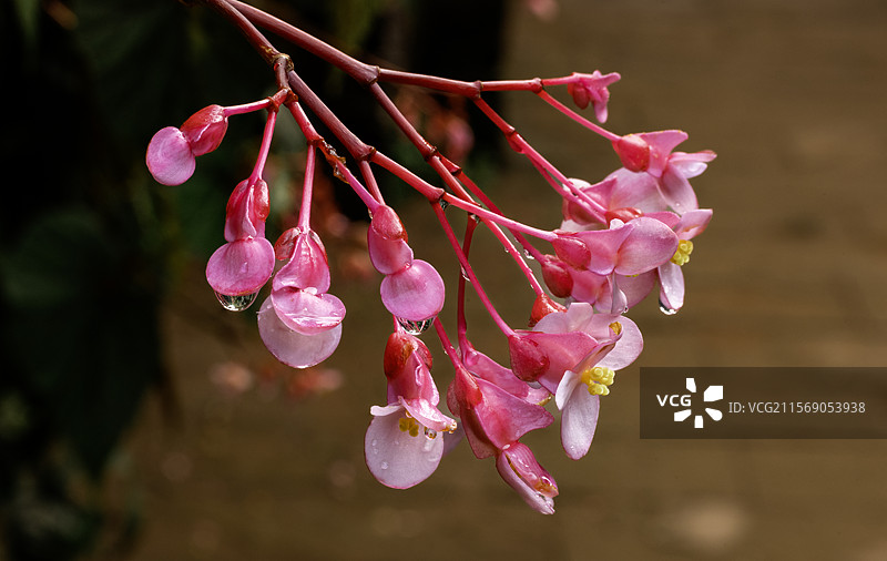 露珠与花草的微观世界图片素材
