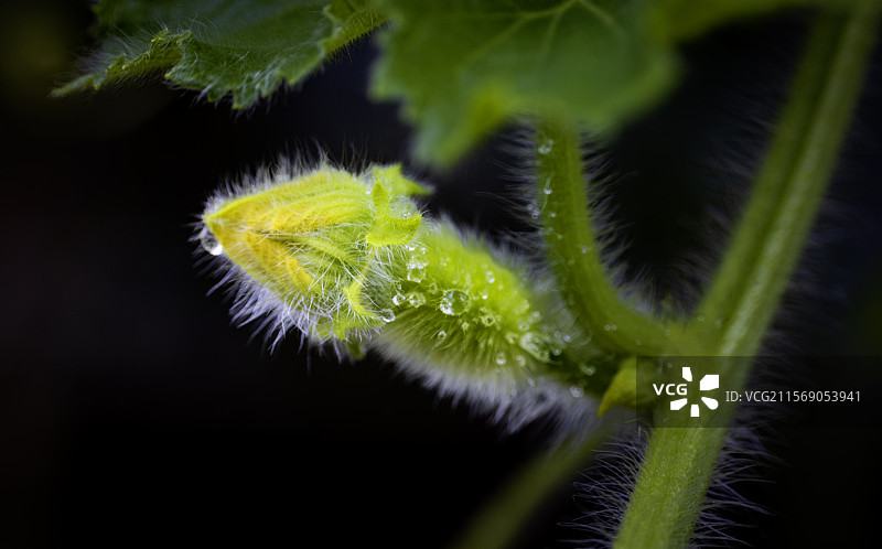 露珠与花草的微观世界图片素材