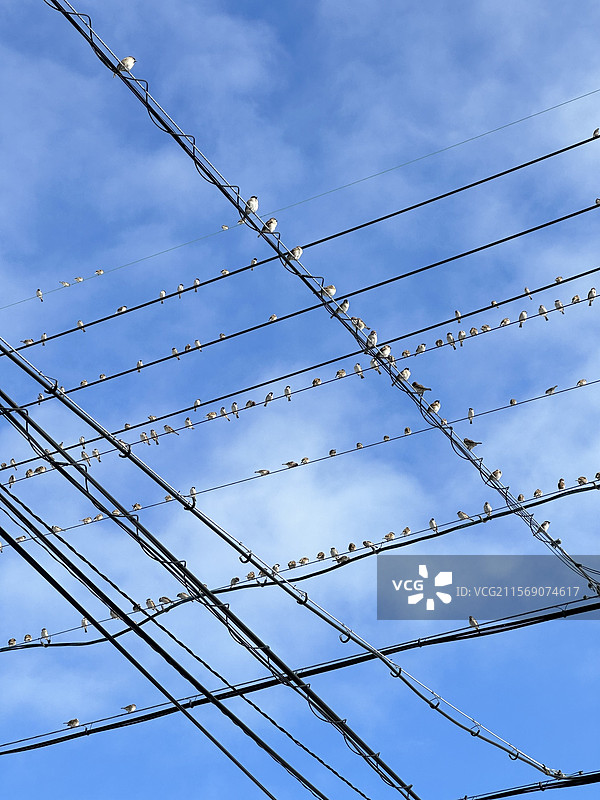 窗外的麻雀在电线杆上多嘴图片素材
