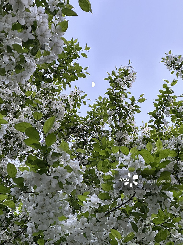 梨花与月亮图片素材