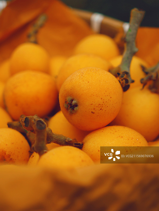 枇杷特写图片素材