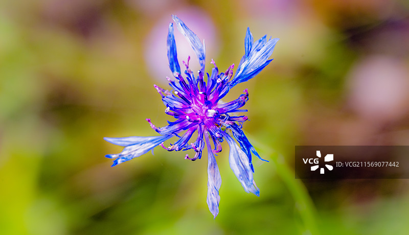 梦幻背景前一朵张开双臂敞开心扉的紫蓝色非洲菊图片素材