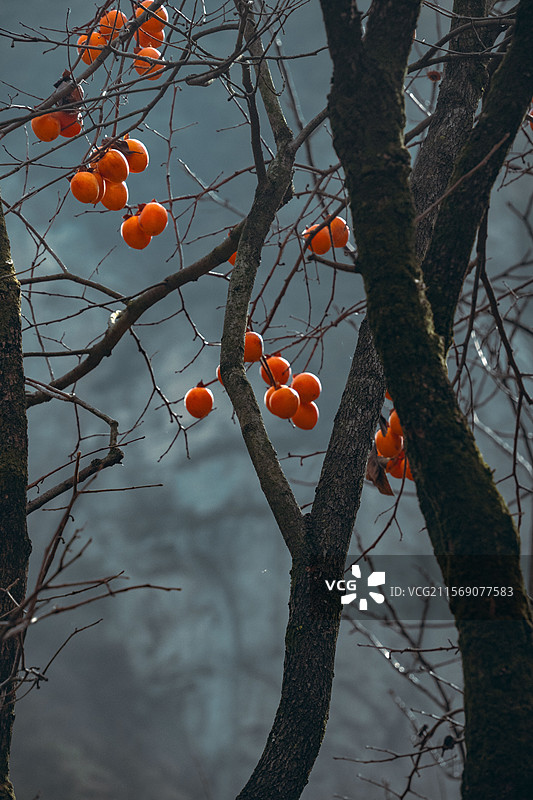 山中柿子图片素材