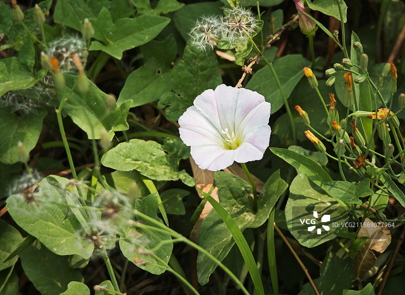 牵牛花儿开图片素材