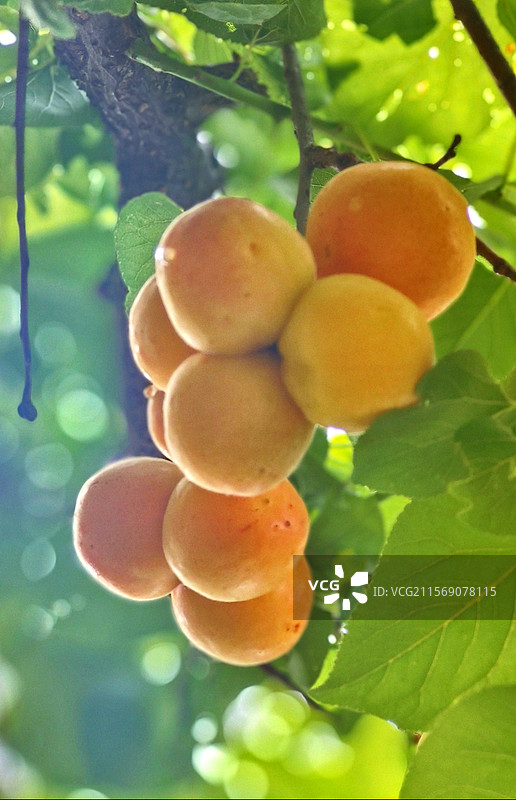 昆明富民县岔白段手机拍夏日枝头水果采摘黄杏杨梅特写图片素材
