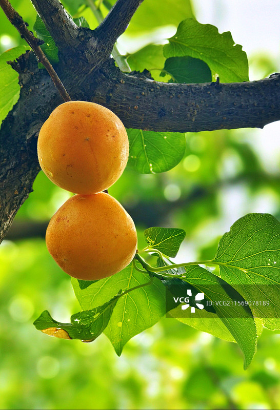 昆明富民县岔白段手机拍夏日枝头水果采摘黄杏杨梅特写图片素材
