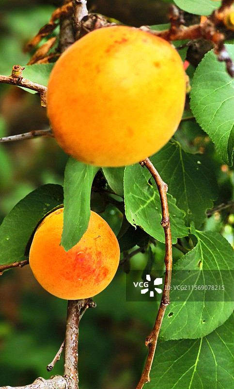 昆明富民县岔白段手机拍夏日枝头水果采摘黄杏杨梅特写图片素材