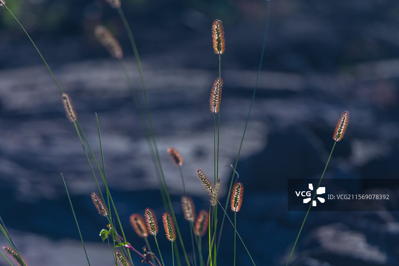 狗尾巴草图片素材