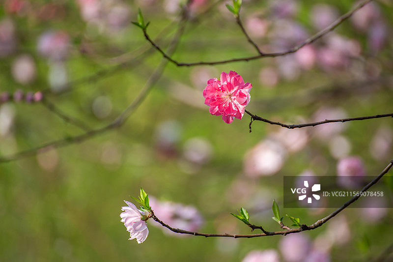 春日多角度多焦距拍摄桃花-春回大地图片素材
