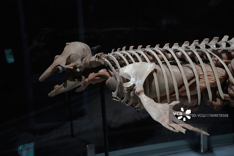 博物馆里展出的古生物鱼类标本图片素材