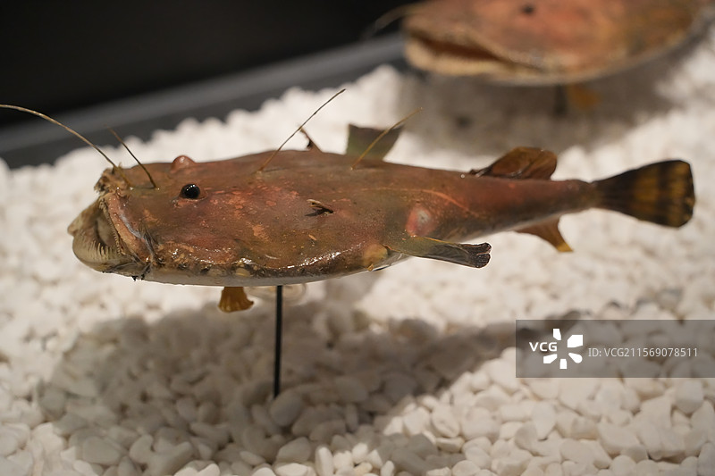 博物馆里展出的古生物鱼类标本图片素材