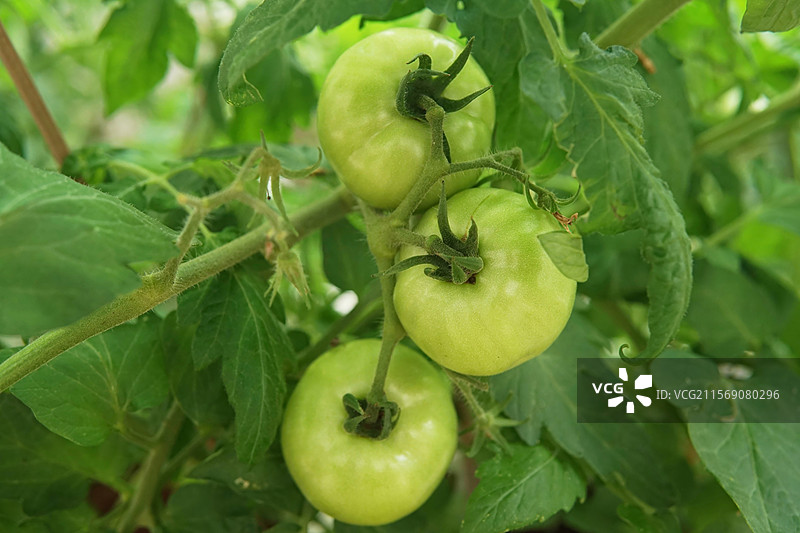 有机蔬菜西红柿图片素材