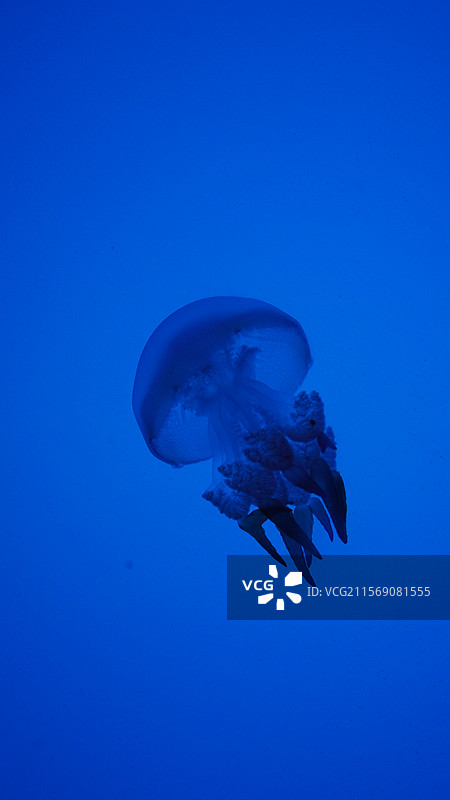 上海海洋水族馆图片素材