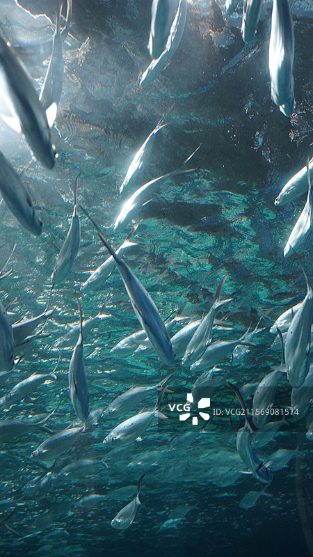 上海海洋水族馆图片素材