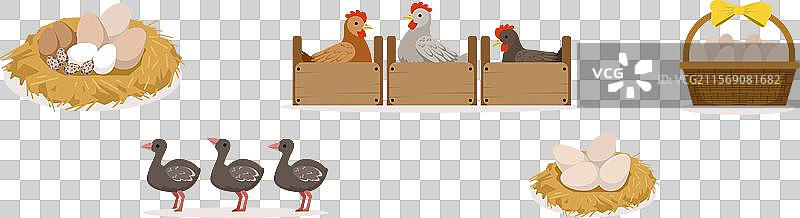 农场鸟类和乡村家禽羽毛动物图片素材