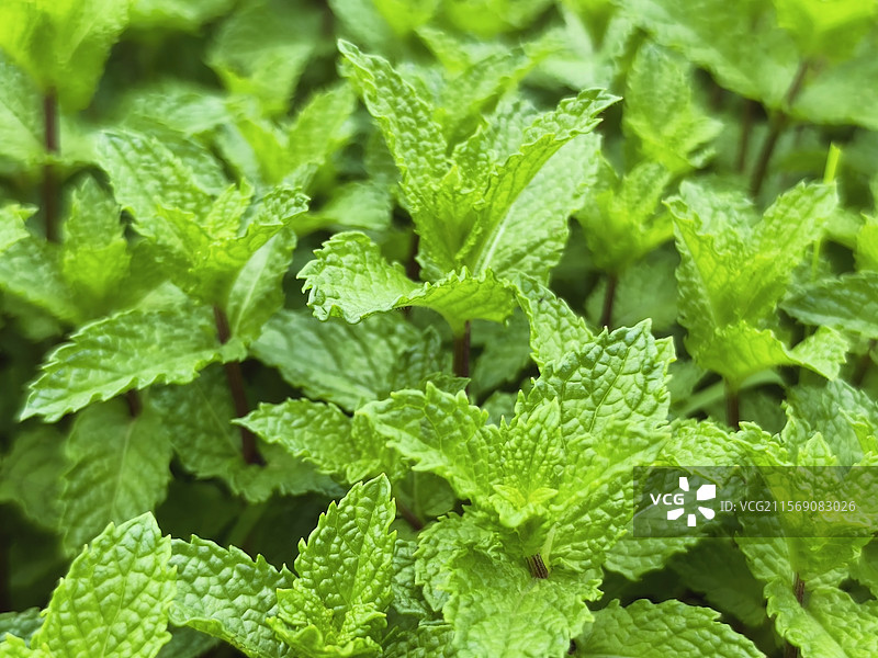 薄荷叶图片素材