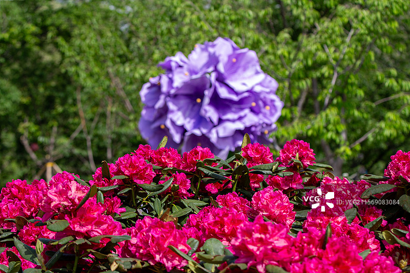 玉渊潭公园盛开的红色高山杜鹃花与紫色花球景观图片素材