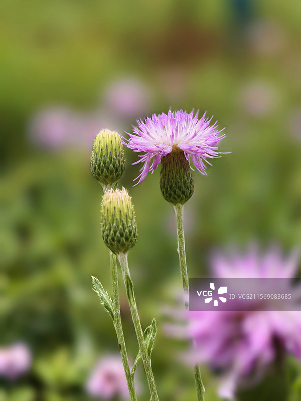 小蓟花图片素材