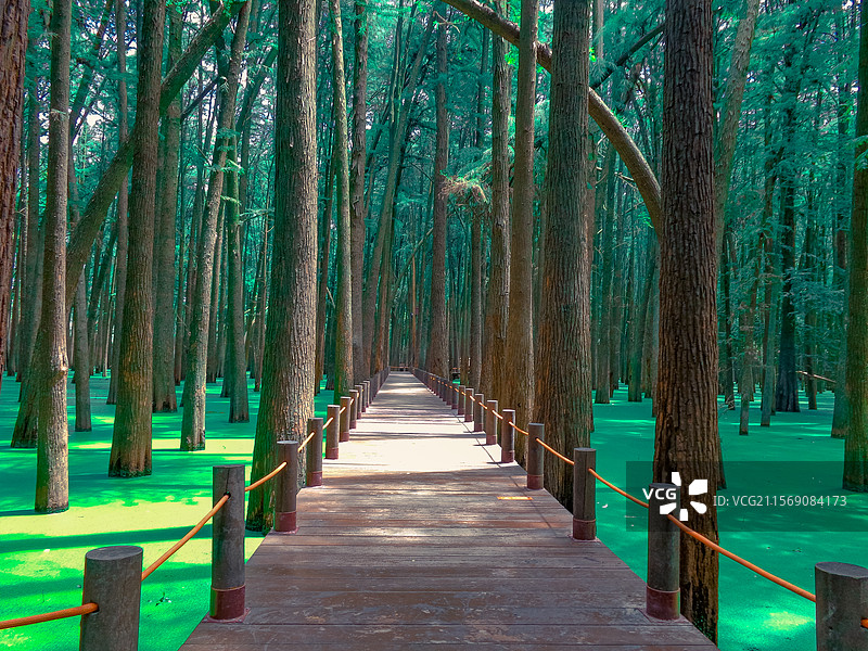 青山湖水上森林图片素材