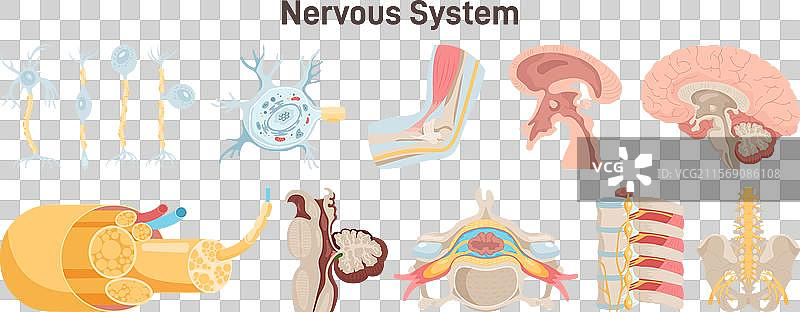 人类神经系统器官组 副交感神经图片素材