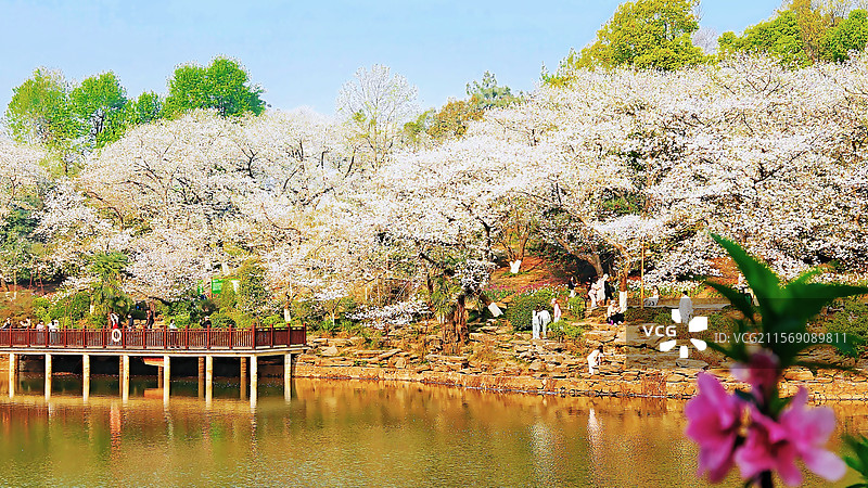 樱花浪漫图片素材