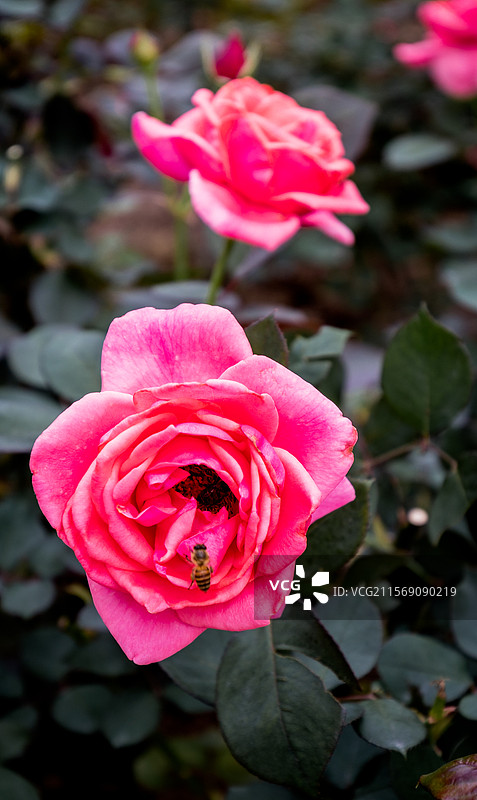 月季园里的月季和玫瑰图片素材