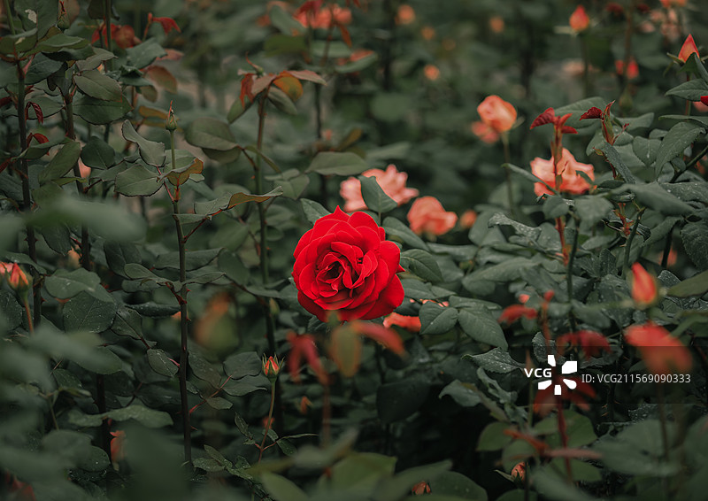 月季园里的月季和玫瑰图片素材