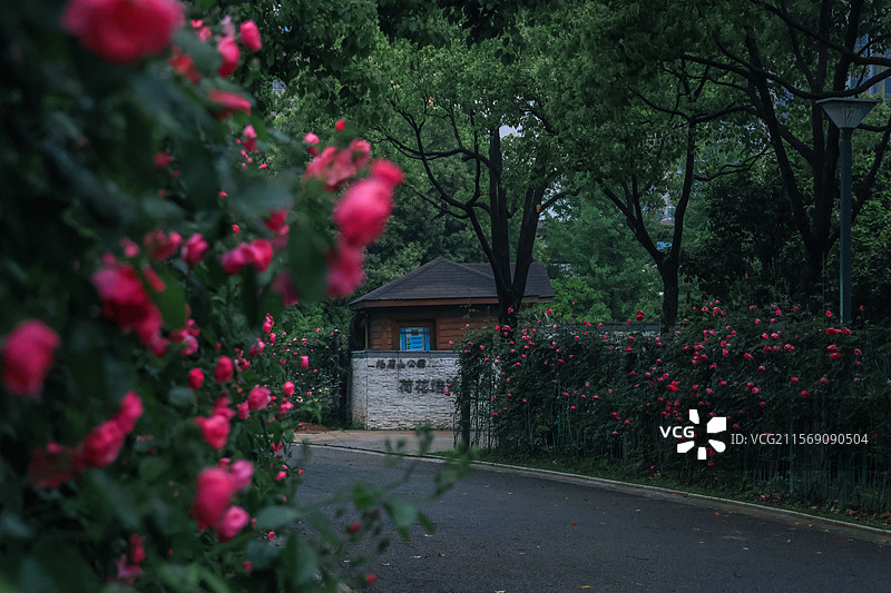 蔷薇花开图片素材