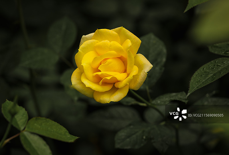 月季园里的月季和玫瑰图片素材