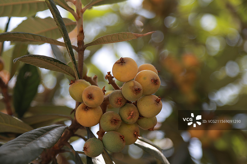 枇杷图片素材